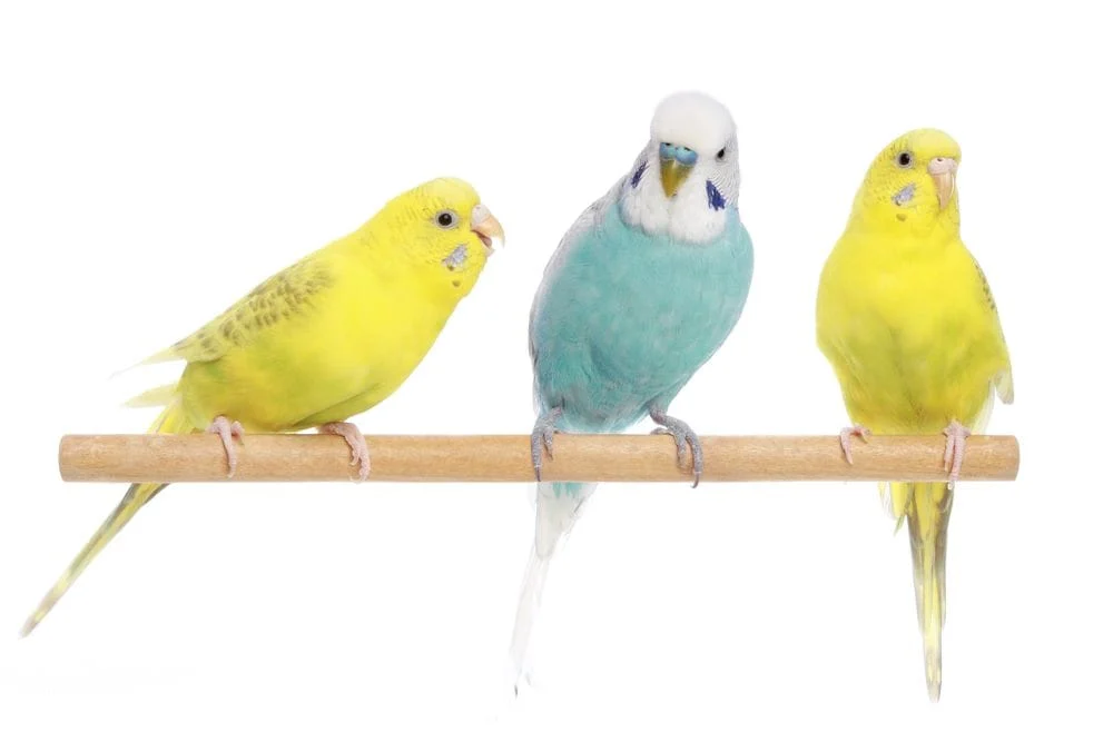 3 Mobile Vet Services to Keep Your Avian Family Members Healthy and Happy