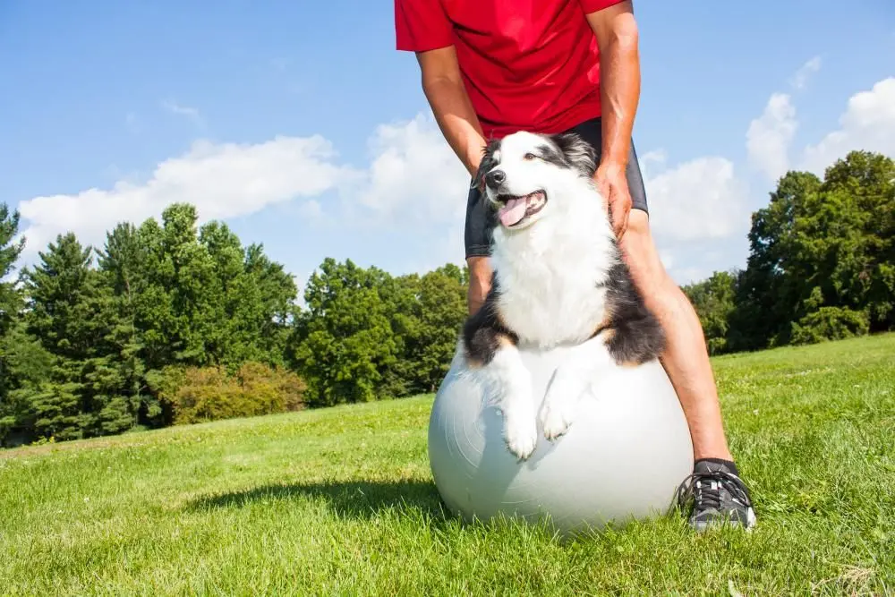 dong sitting on ball outdoors