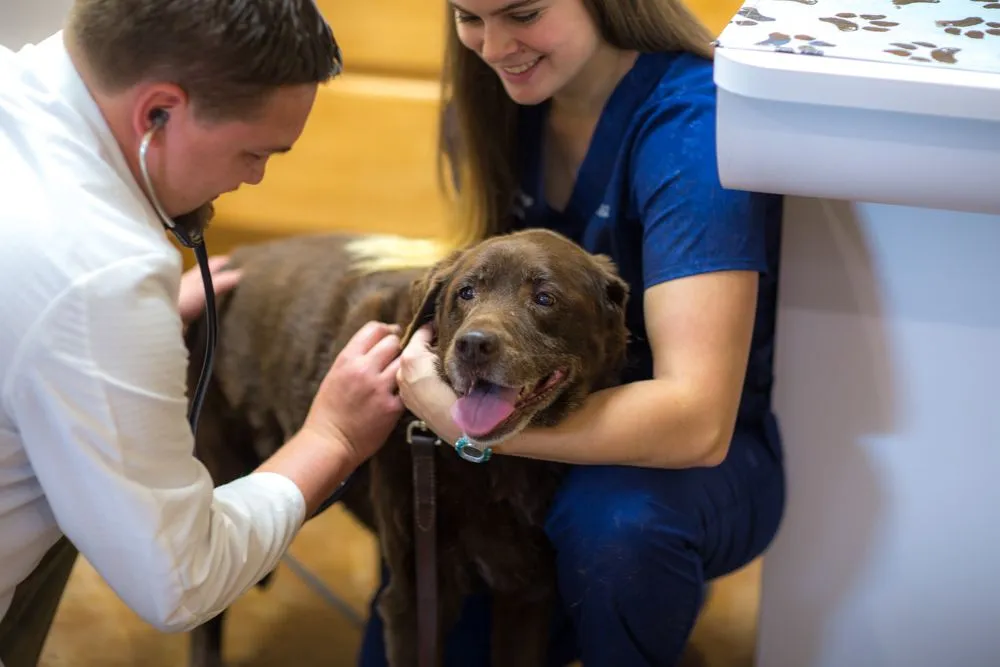 Small fashion dog veterinarian