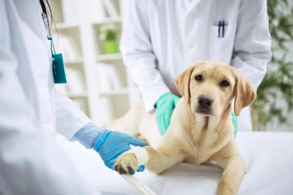 Dog receiving pet surgery from his veterinarians