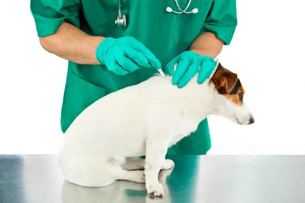 Dog receiving parasite prevention from his vet in Uniontown