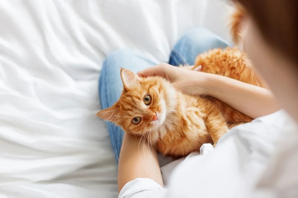 Clinton Hill Animal Clinic Offers Treatment for Feline Mast Cell Tumors (Mastocytoma)