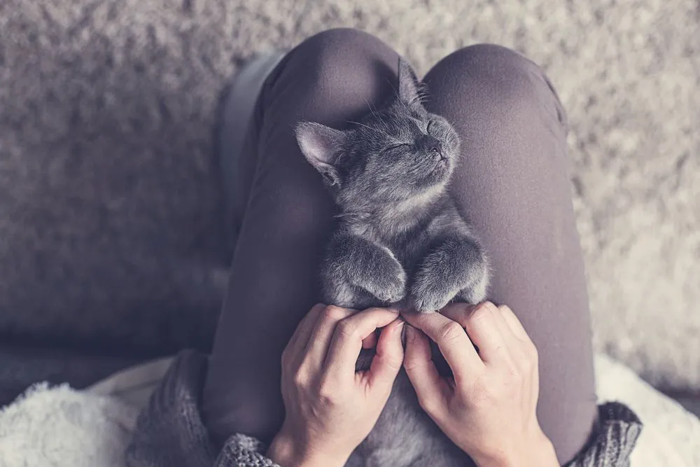 Kitten enjoying his afternoon on his owners lap in Brooklyn.