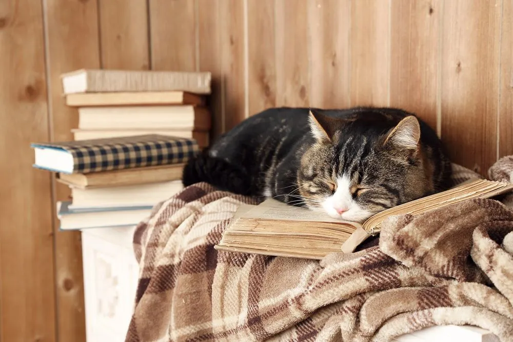 Cat fell asleep reading a book.