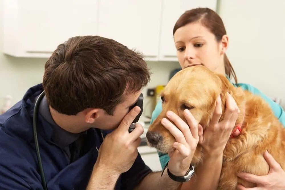 dog's eye getting examined by his veterinarian