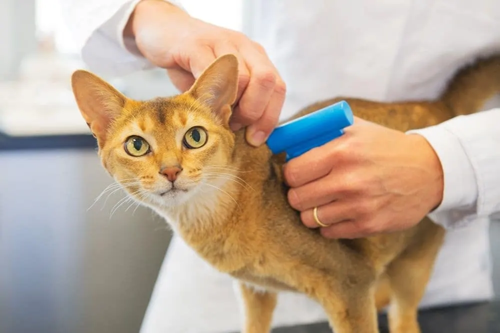 A vet microchipping a cat