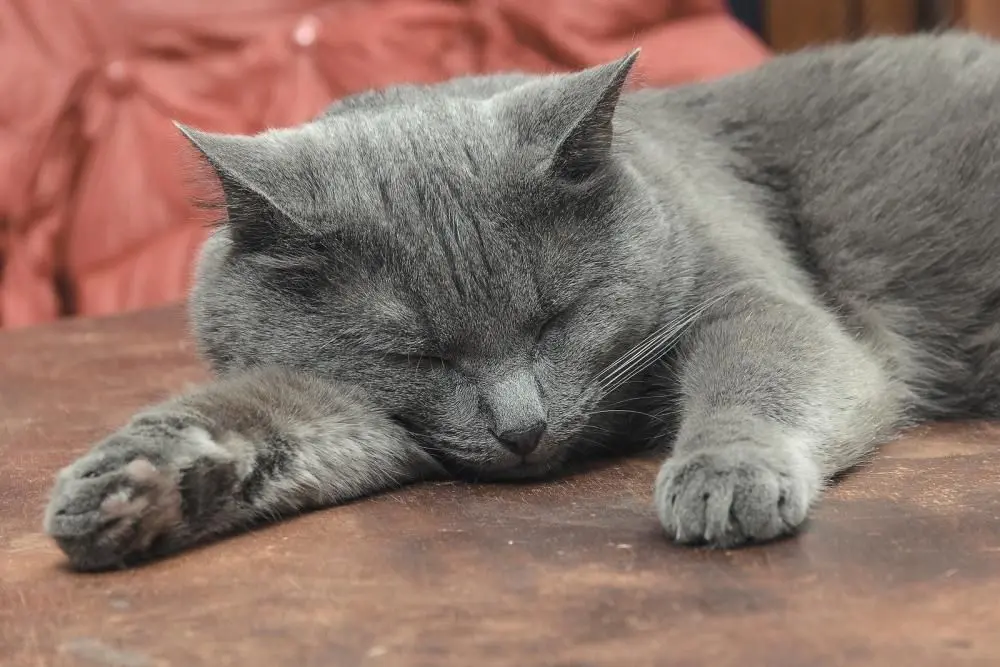 Cat sleeping in his bed.