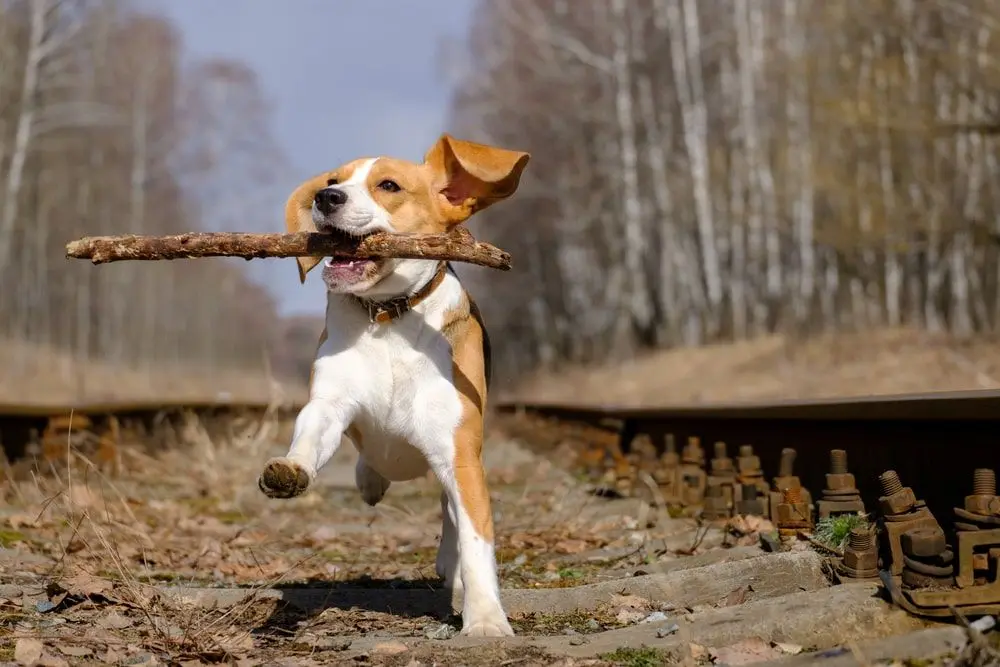 Beagle playing outside after his veterinary exam in Richmond.