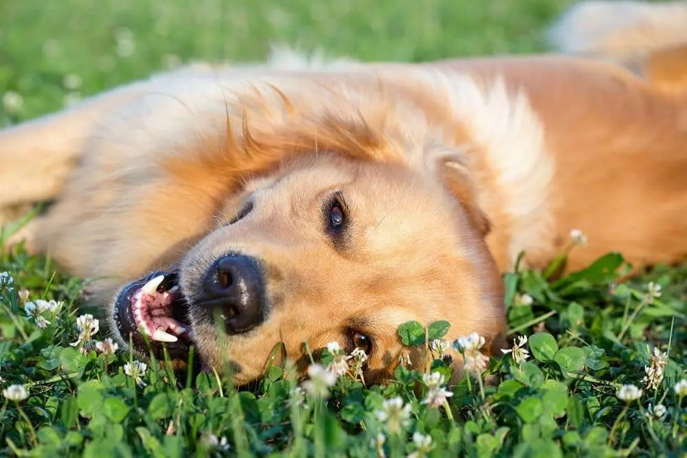 Dog rolling in flowers in Richmond, TX.