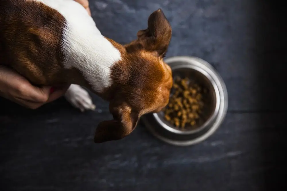 Dog eating healthy dog food.