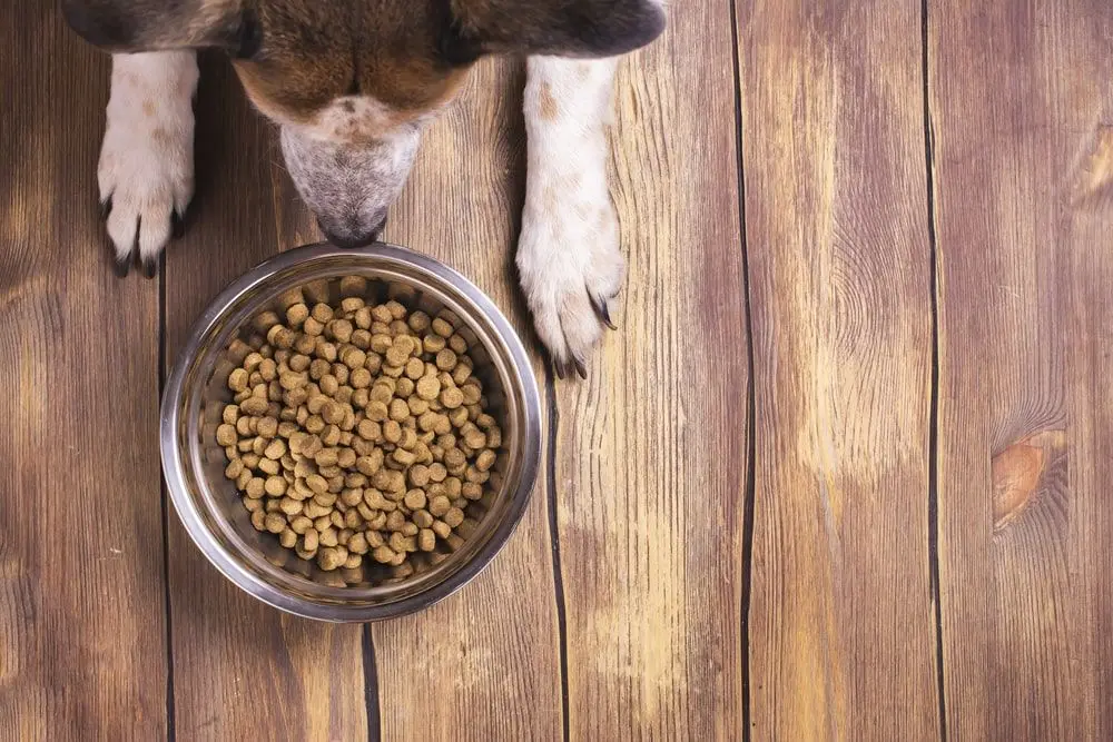 this is a photo of a dog with a bowl of Hills brand prescription pet food from our vet in richmond