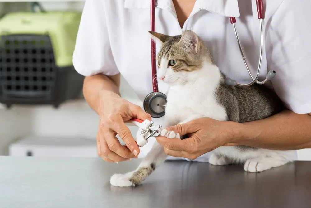 Marietta veterinarian cat nail clipping