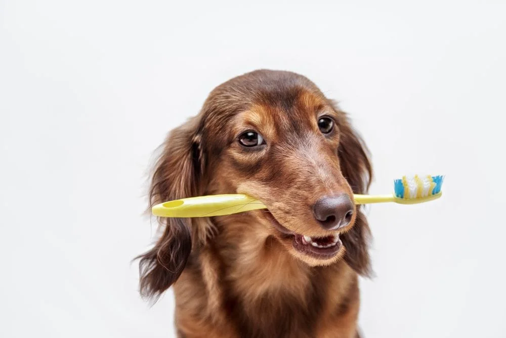 dog holding a tooth brush in his mouth after a pet dental appointment
