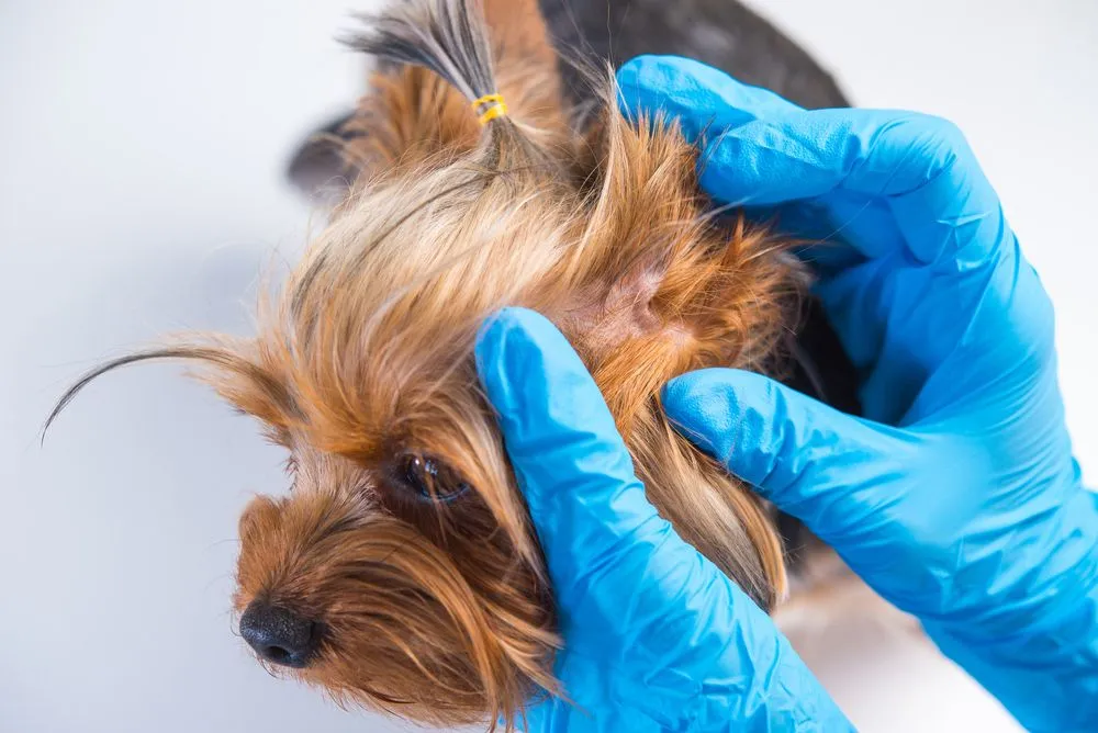 dog getting searched for an ear infection from his vet