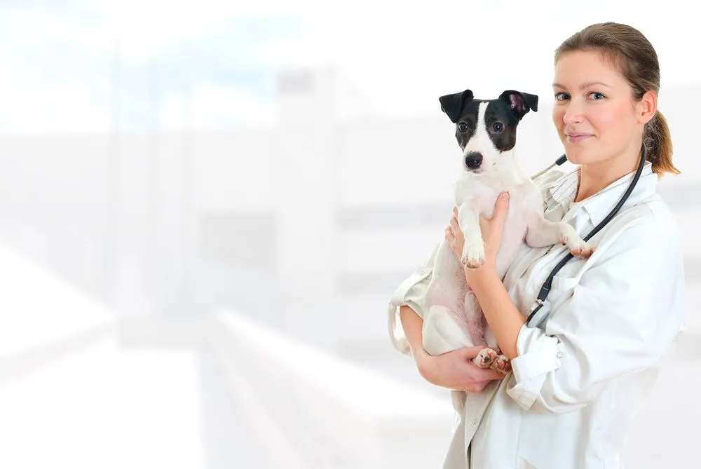 A Vet holding a dog