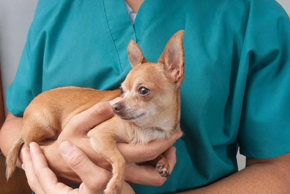 dog being taken to surgery