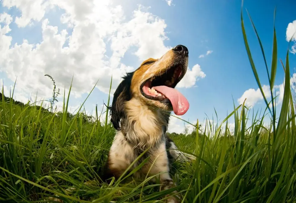 dog sitting on grass