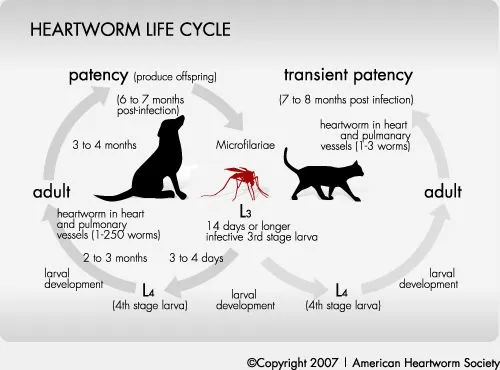 Heartworm Life Cycle