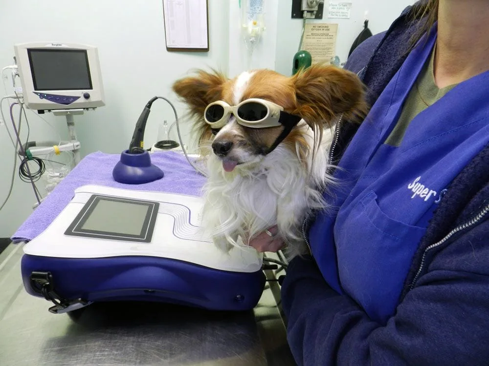 Little dog with protective goggles for laser therapy