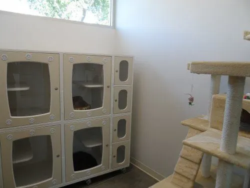 cat_boarding.jpg