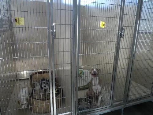 kennels.jpg