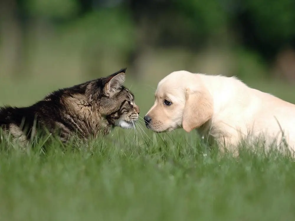 Heartworm Treatment at Dessau Vet Clinic in Austin