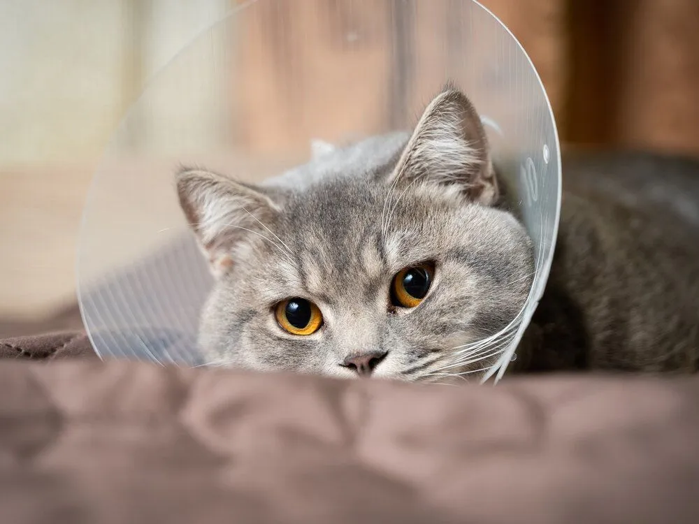 cat wearing a cone