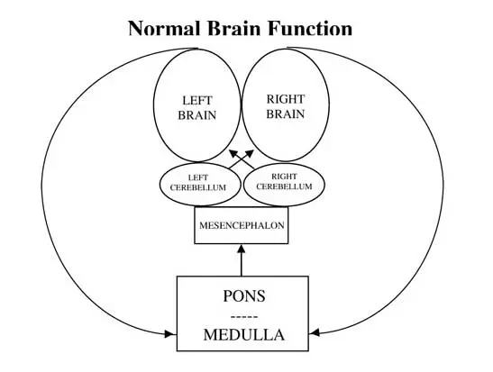 Normal Brain Function