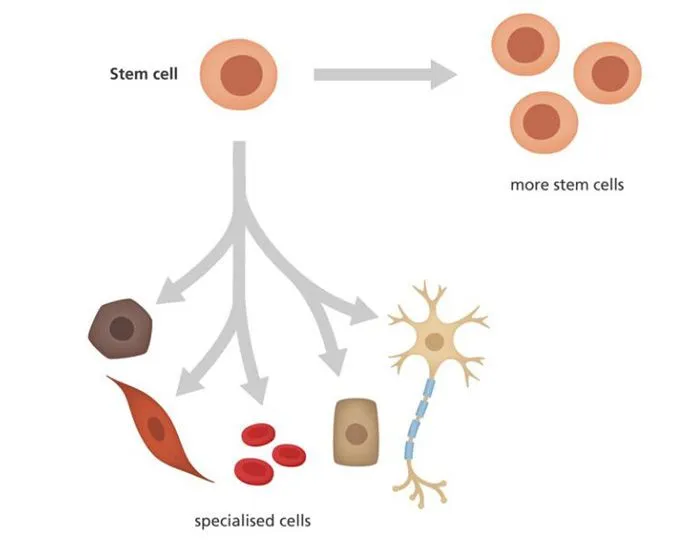 Stem Cell Diagram