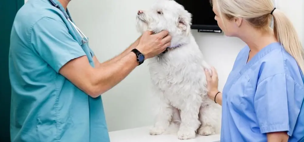 Pet Dermatology in richmond