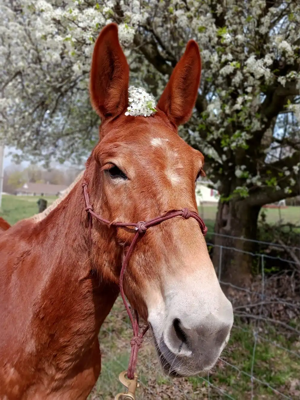 brown mule