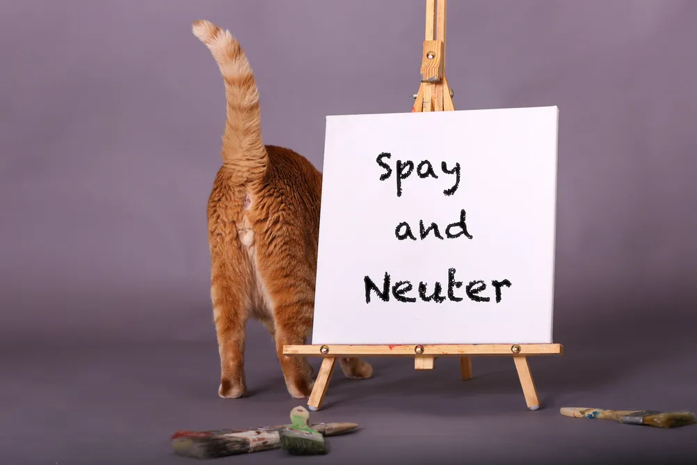 Spaying and Neuter FAQs