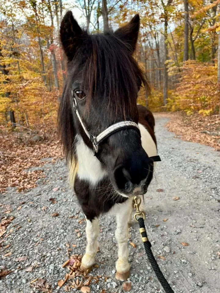 black and white pony