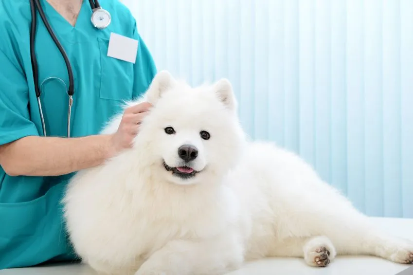 dog-in-veterinarian-office-in-reisterstown