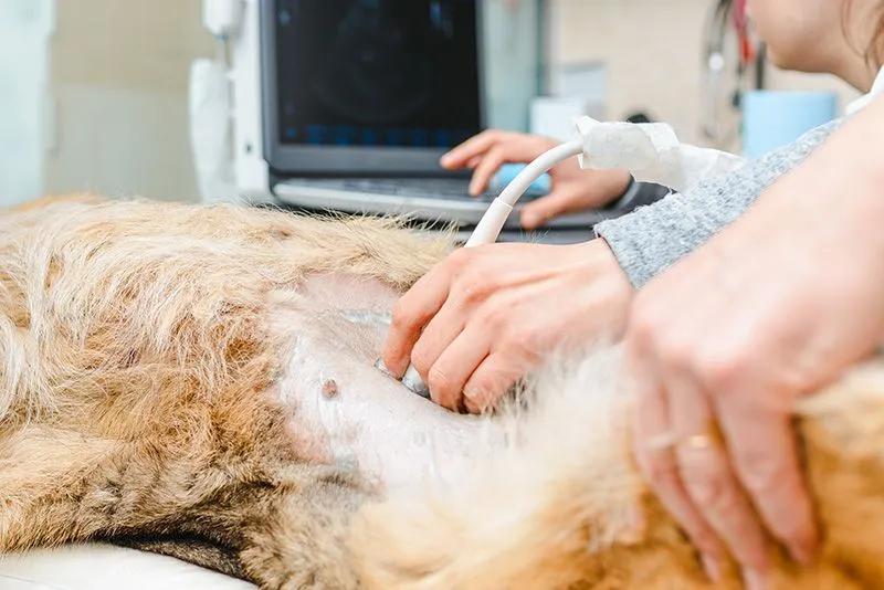 pet getting an ultrasound