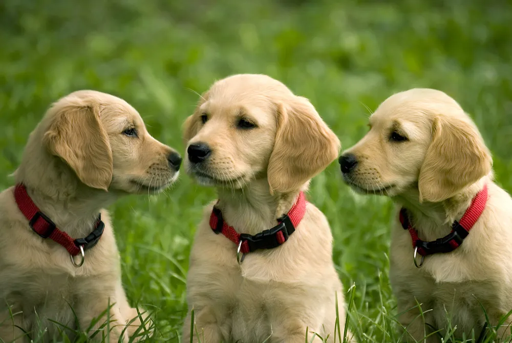 three puppies sitting on grass