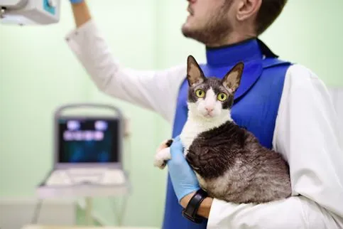 Vet taking a cat's x-ray