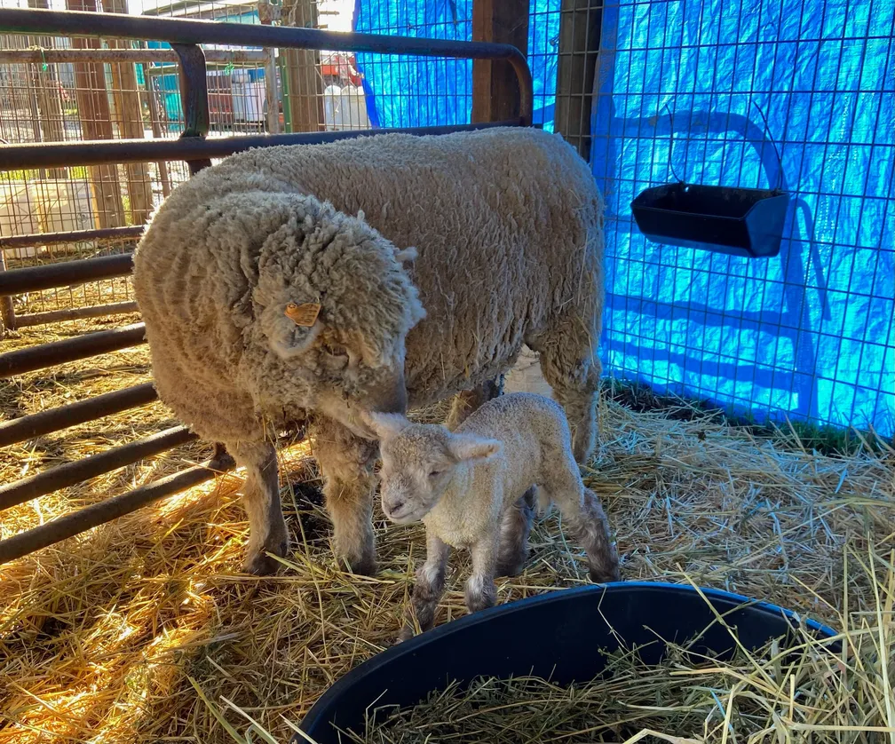 ewe and lamb