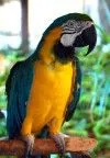 bird6.jpg