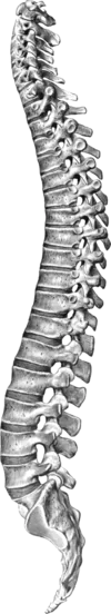 SPine