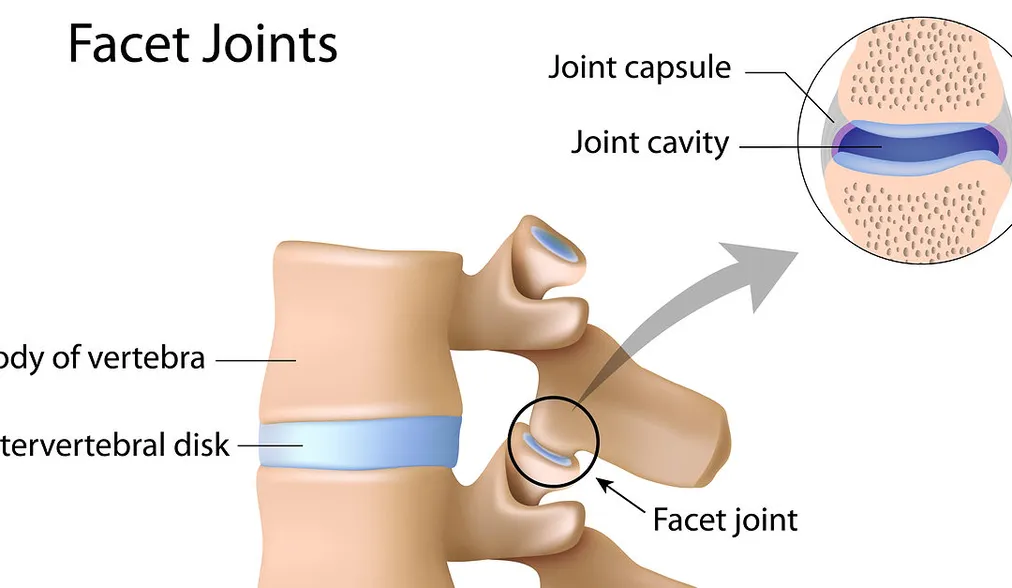 Facet Joint