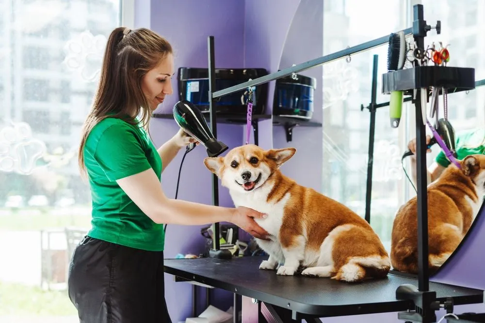 Pet Grooming FAQs