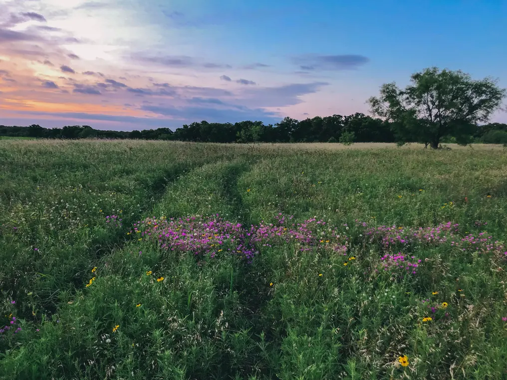 field of flowers