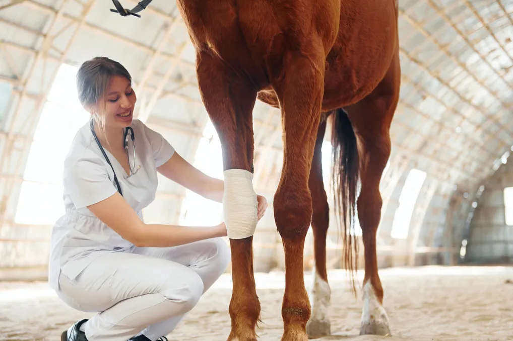 Emergency Equine Vet Service FAQ