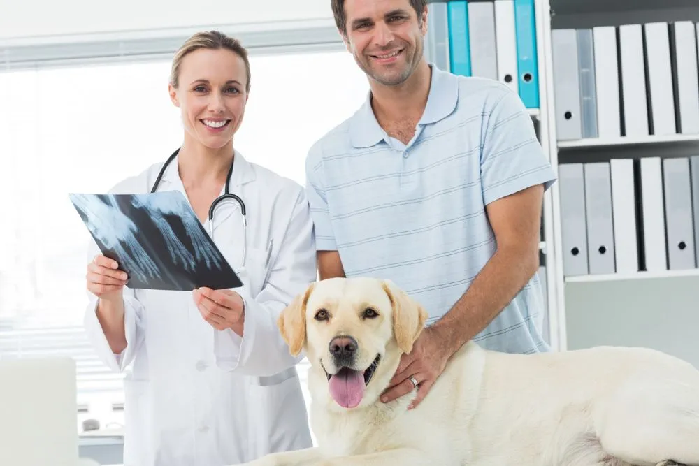 How X-Rays Help Create Better Treatment Plans for Pets