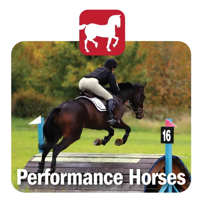 Performance Horses