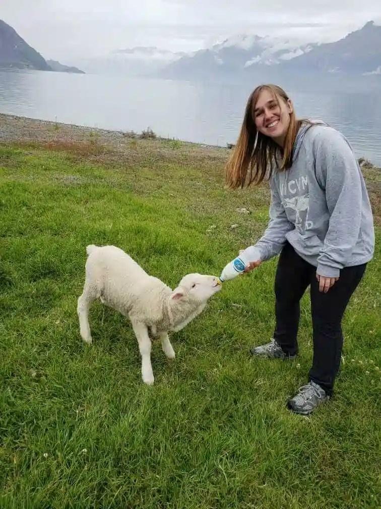A young female veterinarian bottle feeds a lamb