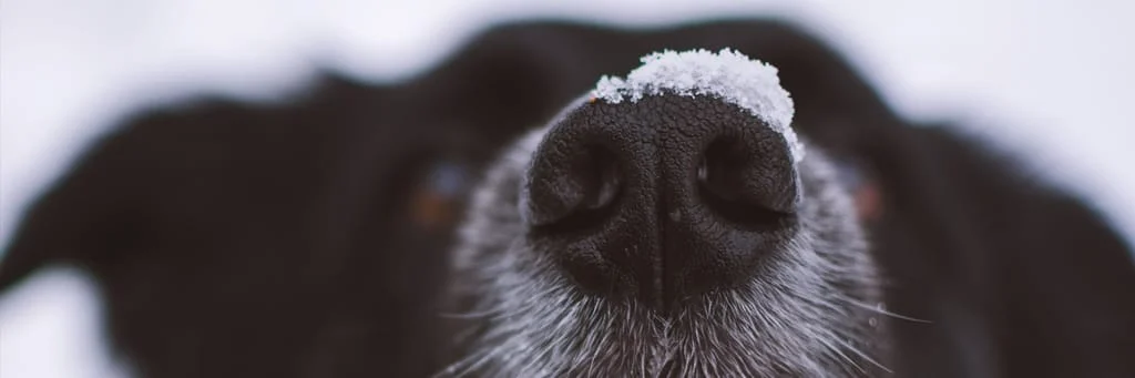 Dog with a snowy nose