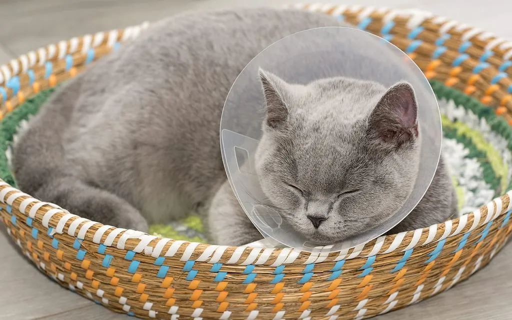 Pet cat sleeping and wearing a surgery cone.
