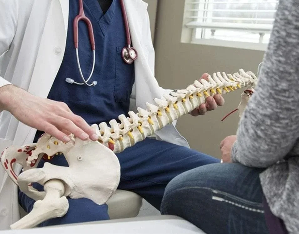 A doctor showing a patient a model of a spine.